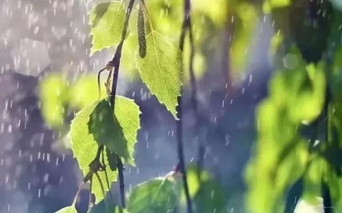摄影爱好者必备：三步掌握醒图制作电影感雨天特效的实用技巧