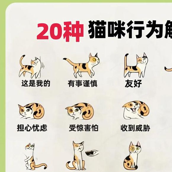猫咪互动视频合集:解析猫咪行为语言与趣味在线视频推荐 猫咪互动视频合集:解析猫咪行为语言与趣味在线视频推荐