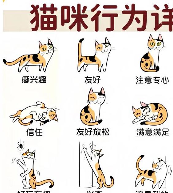 猫咪互动视频合集:解析猫咪行为语言与趣味在线视频推荐 猫咪互动视频合集:解析猫咪行为语言与趣味在线视频推荐