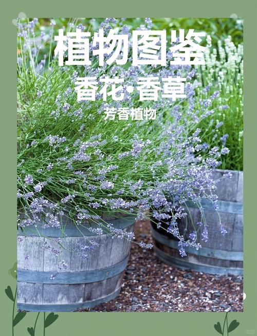 闲花野草逢春生:揭秘庭院绿化中8大野生植物的养护技巧与景观价值 闲花野草逢春生:揭秘庭院绿化中8大野生植物的养护技巧与景观价值