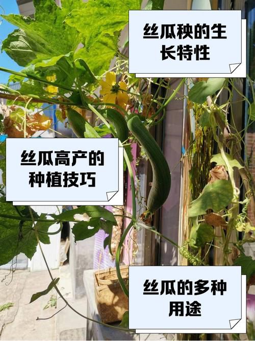 家庭种植指南:丝瓜草莓向日葵与芭乐黄瓜的有机栽培技巧及健康搭配 家庭种植指南:丝瓜草莓向日葵与芭乐黄瓜的有机栽培技巧及健康搭配