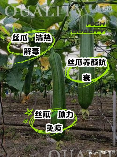 家庭种植指南:丝瓜草莓向日葵与芭乐黄瓜的有机栽培技巧及健康搭配 家庭种植指南:丝瓜草莓向日葵与芭乐黄瓜的有机栽培技巧及健康搭配