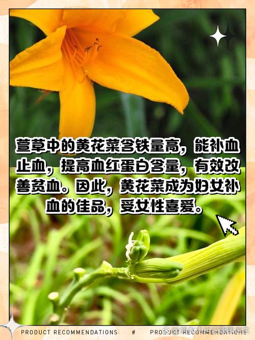 忘忧草功效与作用全解析:www视频教你食用方法与种植技巧 忘忧草功效与作用全解析:www视频教你食用方法与种植技巧