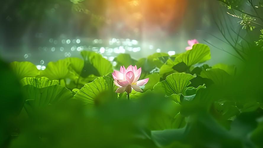 荷花视频在线网站播放:免费观看高清荷花影视资源及最新影视剧集推荐 荷花视频在线网站播放:免费观看高清荷花影视资源及最新影视剧集推荐