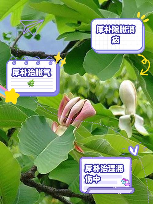 朴麦的功效与使用方法解析:用户真实评价与科学依据 朴麦的功效与使用方法解析:用户真实评价与科学依据