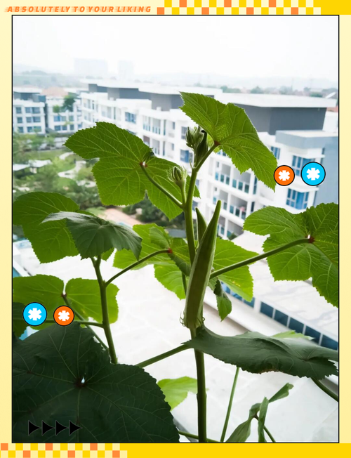 秋葵茄子丝瓜种植技巧大全:绿巨人品种高清资源免费获取指南 秋葵茄子丝瓜种植技巧大全:绿巨人品种高清资源免费获取指南