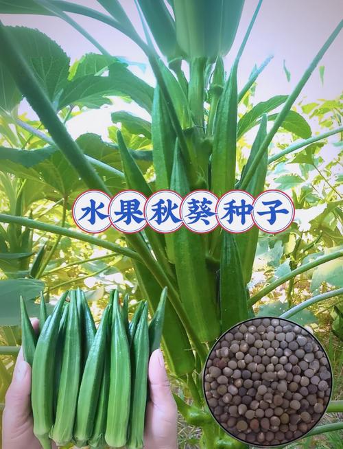 秋葵茄子丝瓜种植技巧大全:绿巨人品种高清资源免费获取指南 秋葵茄子丝瓜种植技巧大全:绿巨人品种高清资源免费获取指南