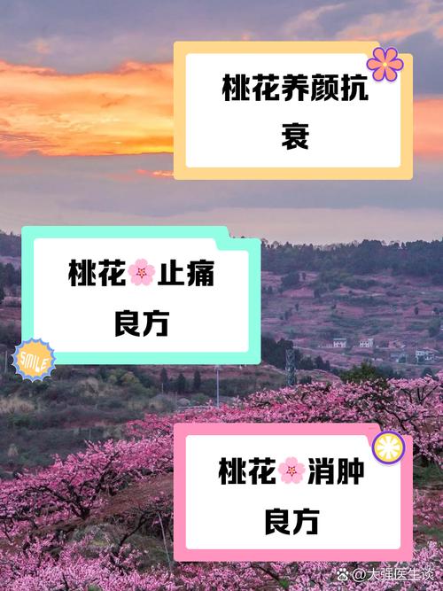 桃花社区在线观看视频播放全攻略:免费高清资源与使用技巧解析 桃花社区在线观看视频播放全攻略:免费高清资源与使用技巧解析