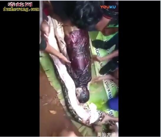吃人蛇真实事件解密:罕见蛇类攻击案例与科学防护指南 吃人蛇真实事件解密:罕见蛇类攻击案例与科学防护指南