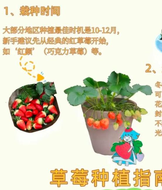 家庭园艺爱好者必看:草莓向日葵丝瓜榴莲芭蕉免费版种植技巧全解析 家庭园艺爱好者必看:草莓向日葵丝瓜榴莲芭蕉免费版种植技巧全解析