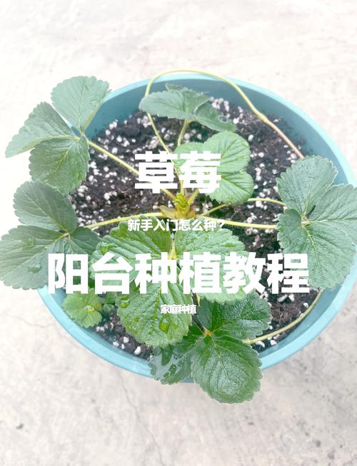 家庭园艺爱好者必看:草莓向日葵丝瓜榴莲芭蕉免费版种植技巧全解析 家庭园艺爱好者必看:草莓向日葵丝瓜榴莲芭蕉免费版种植技巧全解析