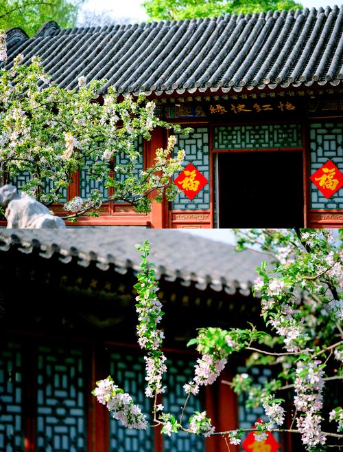 海棠文化历史溯源与园林艺术:探秘中式庭院中的海棠元素应用 海棠文化历史溯源与园林艺术:探秘中式庭院中的海棠元素应用
