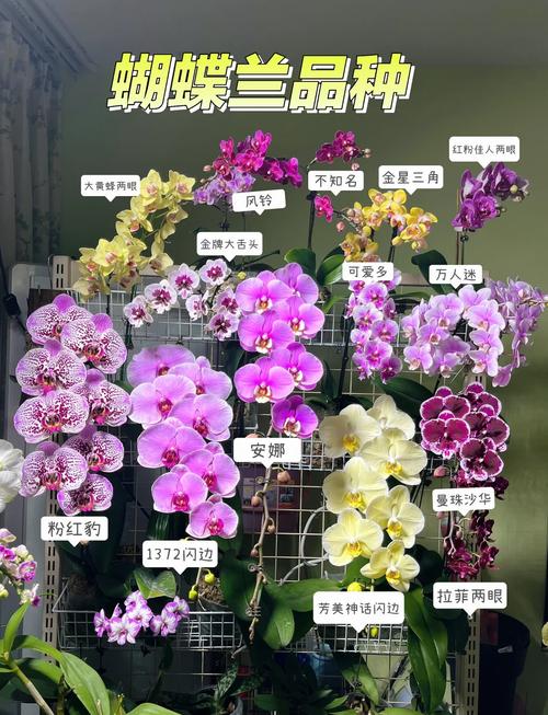 蝴蝶之吻蓝燕品种解析与养护技巧全指南:揭秘稀有兰科植物的独特魅力 蝴蝶之吻蓝燕品种解析与养护技巧全指南:揭秘稀有兰科植物的独特魅力