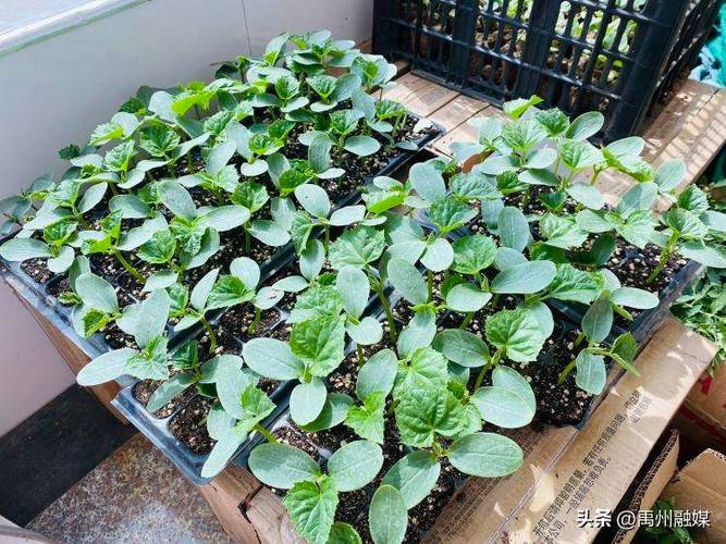 向日葵草莓樱桃秋葵种植技巧与养护方法免费视频教程大全