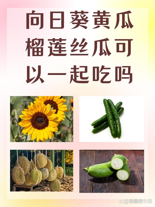 丝瓜榴莲向日葵草莓黄瓜的黄金搭配:家庭种植技巧与健康食谱解析 丝瓜榴莲向日葵草莓黄瓜的黄金搭配:家庭种植技巧与健康食谱解析