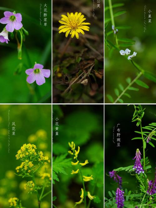 野花社区高清版:城市自然生态摄影指南与常见花卉图鉴 野花社区高清版:城市自然生态摄影指南与常见花卉图鉴