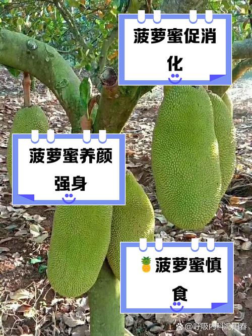 菠萝蜜视频APP功能解析:用户为何爱用这款视频工具?深度测评揭秘 菠萝蜜视频APP功能解析:用户为何爱用这款视频工具?深度测评揭秘