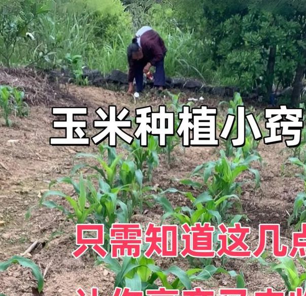 赵红霞种子繁育技术解析：高产玉米种植技巧与品种选择指南