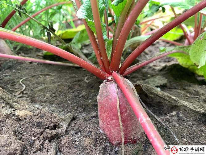 草莓樱桃丝瓜绿巨人秋葵番茄种植导航:家庭菜园高产技巧与新手避坑指南 草莓樱桃丝瓜绿巨人秋葵番茄种植导航:家庭菜园高产技巧与新手避坑指南