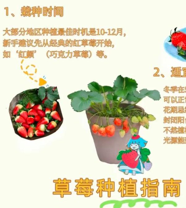 草莓丝瓜黄瓜家庭种植技巧:绿巨人解锁版与向日葵高产秘诀解析 草莓丝瓜黄瓜家庭种植技巧:绿巨人解锁版与向日葵高产秘诀解析