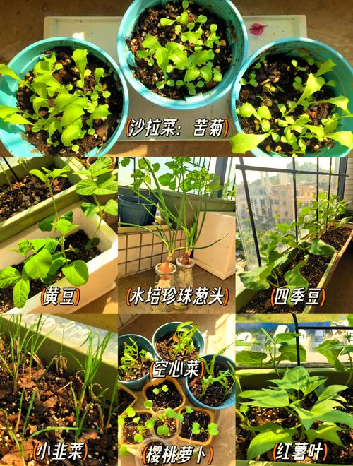 家庭阳台种植指南：丝瓜黄瓜草莓向日葵秋葵榴莲的有机栽培与常见问题解析
