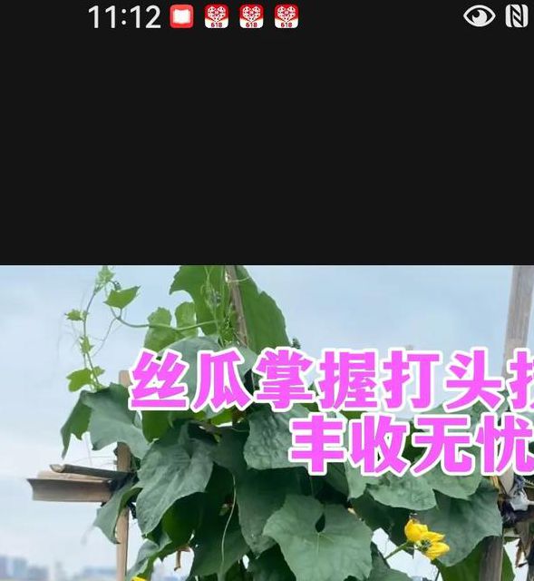 绿巨人丝瓜草莓应用宝：高效种植技巧与高产秘诀全解析