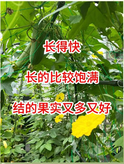 丝瓜种植技巧全解析:从选种到高产管理,手把手教你种出优质丝瓜 丝瓜种植技巧全解析:从选种到高产管理,手把手教你种出优质丝瓜