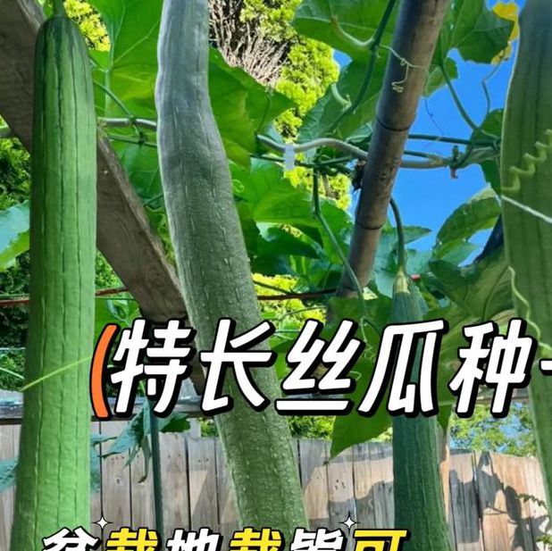 丝瓜种植技巧全解析:从选种到高产管理,手把手教你种出优质丝瓜 丝瓜种植技巧全解析:从选种到高产管理,手把手教你种出优质丝瓜