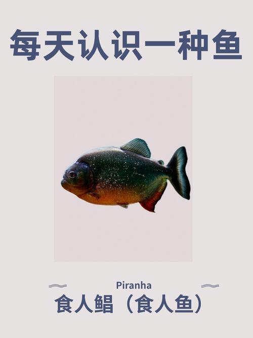 食人鱼能吃吗?揭秘其营养价值、安全食用方法及烹饪技巧 食人鱼能吃吗?揭秘其营养价值、安全食用方法及烹饪技巧