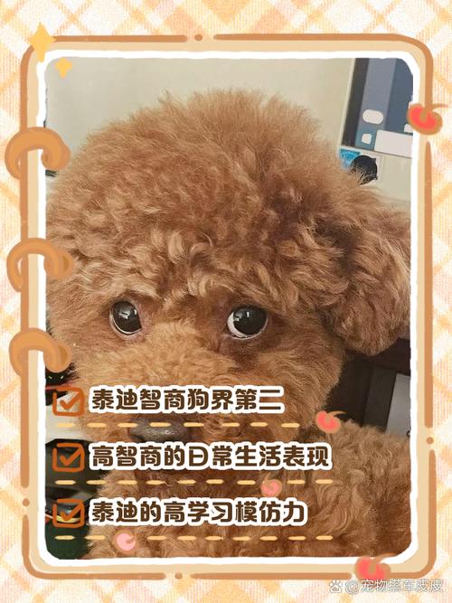 泰迪影院安卓版隐藏功能大揭秘!高清追剧为何被百万用户疯传? 泰迪影院安卓版隐藏功能大揭秘!高清追剧为何被百万用户疯传?