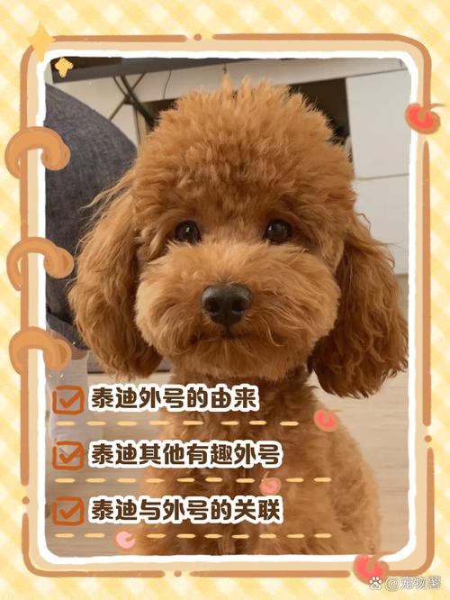 泰迪影院安卓版隐藏功能大揭秘!高清追剧为何被百万用户疯传? 泰迪影院安卓版隐藏功能大揭秘!高清追剧为何被百万用户疯传?