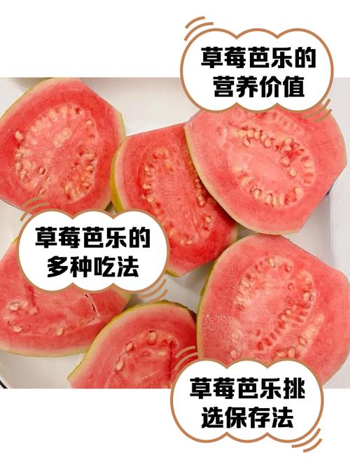 草莓芭乐绿巨人的高效种植技巧与健康食谱分享 草莓芭乐绿巨人的高效种植技巧与健康食谱分享