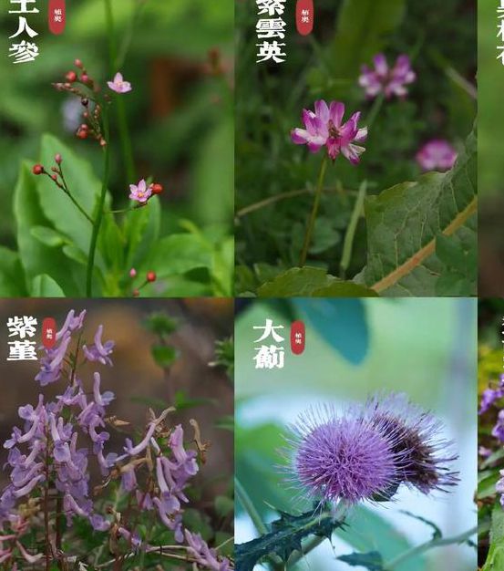 野花视频免费观看指南：8个不可错过的权威平台与高清资源推荐