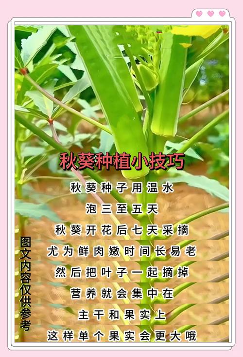 家庭种植如何解锁草莓香蕉丝瓜茄子秋葵向日葵高产秘诀?这7大关键点值得收藏! 家庭种植如何解锁草莓香蕉丝瓜茄子秋葵向日葵高产秘诀?这7大关键点值得收藏!