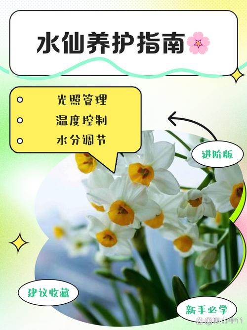 水仙滴滴35分钟在线看：揭秘草本养生新趋势，为何成为健康圈热议焦点？