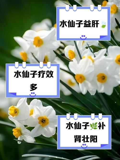 水仙滴滴35分钟在线看：揭秘草本养生新趋势，为何成为健康圈热议焦点？