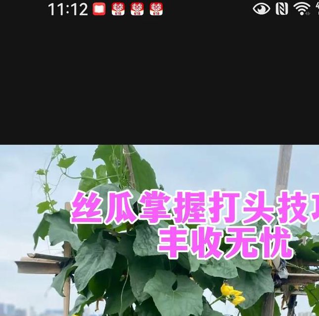 抖音爆火的樱桃丝瓜绿巨人黄瓜免费教程,三步打造家庭菜园新标杆 抖音爆火的樱桃丝瓜绿巨人黄瓜免费教程,三步打造家庭菜园新标杆