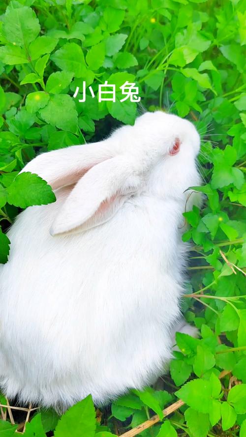 兔子视频