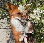 花狐狸