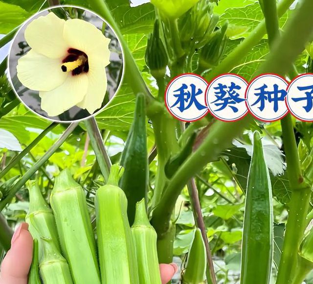 草莓樱桃秋葵奶茶绿巨人