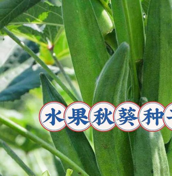 草莓樱桃秋葵奶茶绿巨人