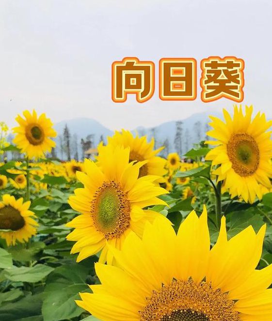 向日葵视频2.0安卓版