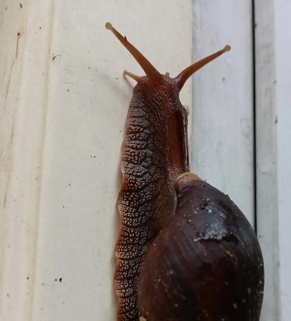 蜗牛视频