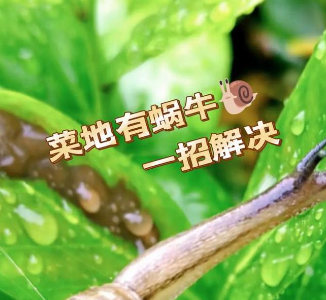 蜗牛视频