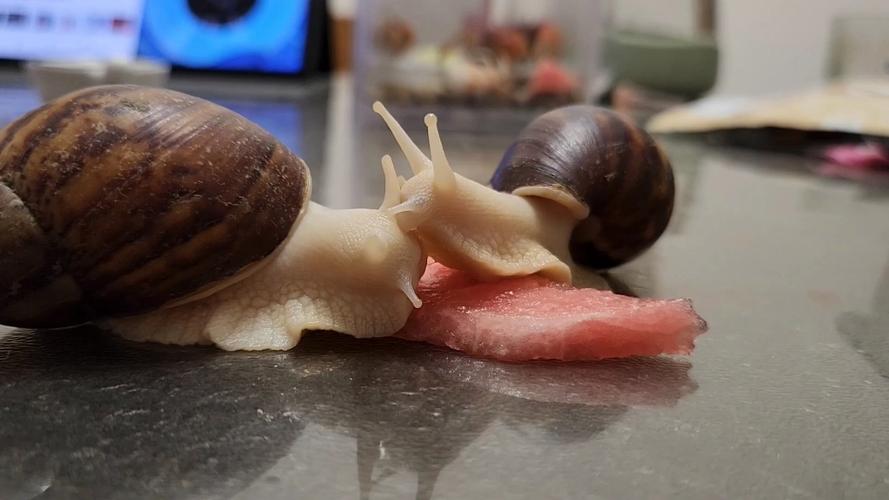 蜗牛视频