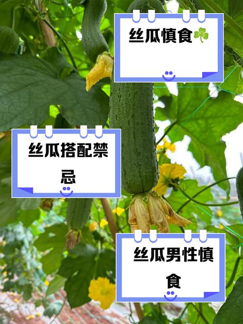 丝瓜黄瓜草莓茄子向日葵秋葵污