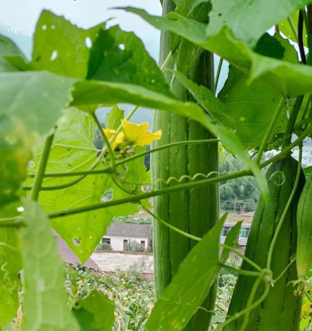 丝瓜黄瓜草莓茄子向日葵秋葵污