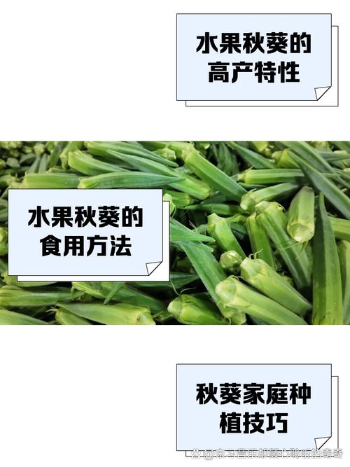丝瓜黄瓜草莓茄子向日葵秋葵污