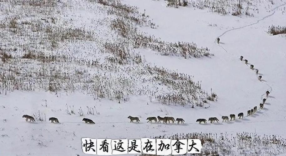 狼群社区火辣辣APP福引导