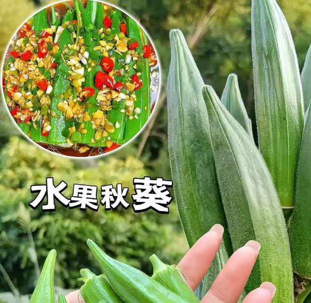 香蕉APP下载汅API免费秋葵
